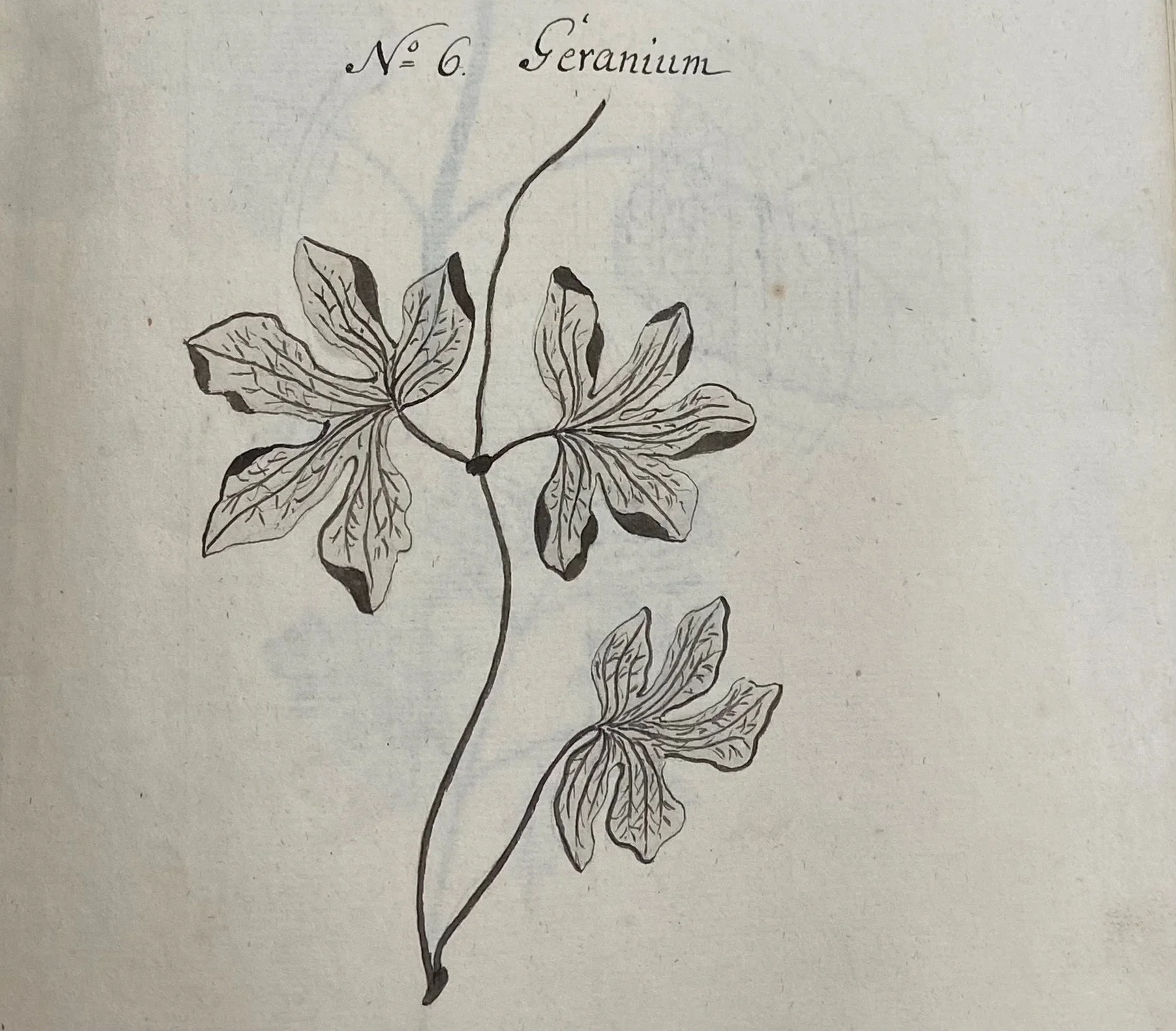 Colden+MS+geranium+detail.webp