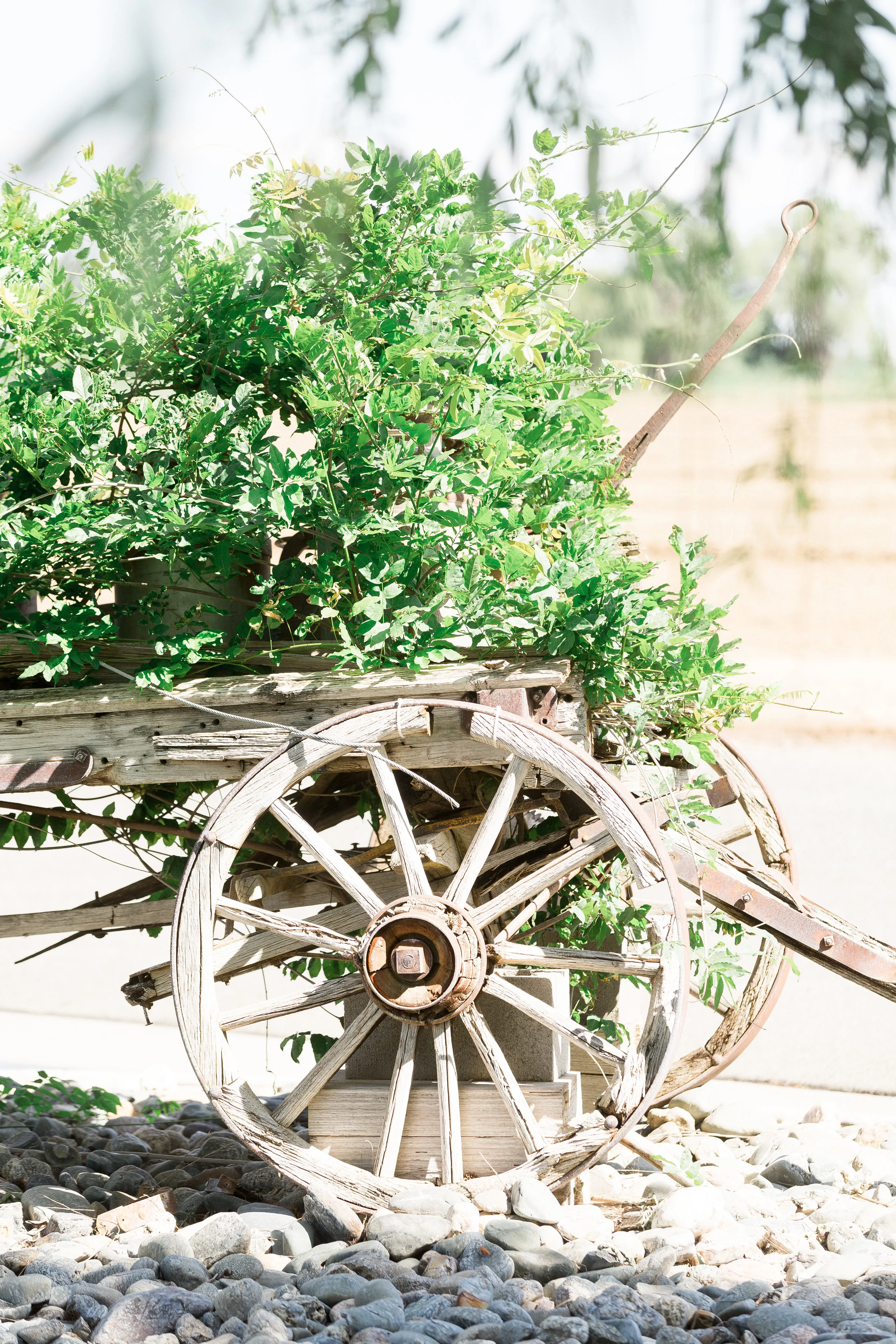 A-Private-Ranch-Northern-California-Wedding (110 of 229).jpg