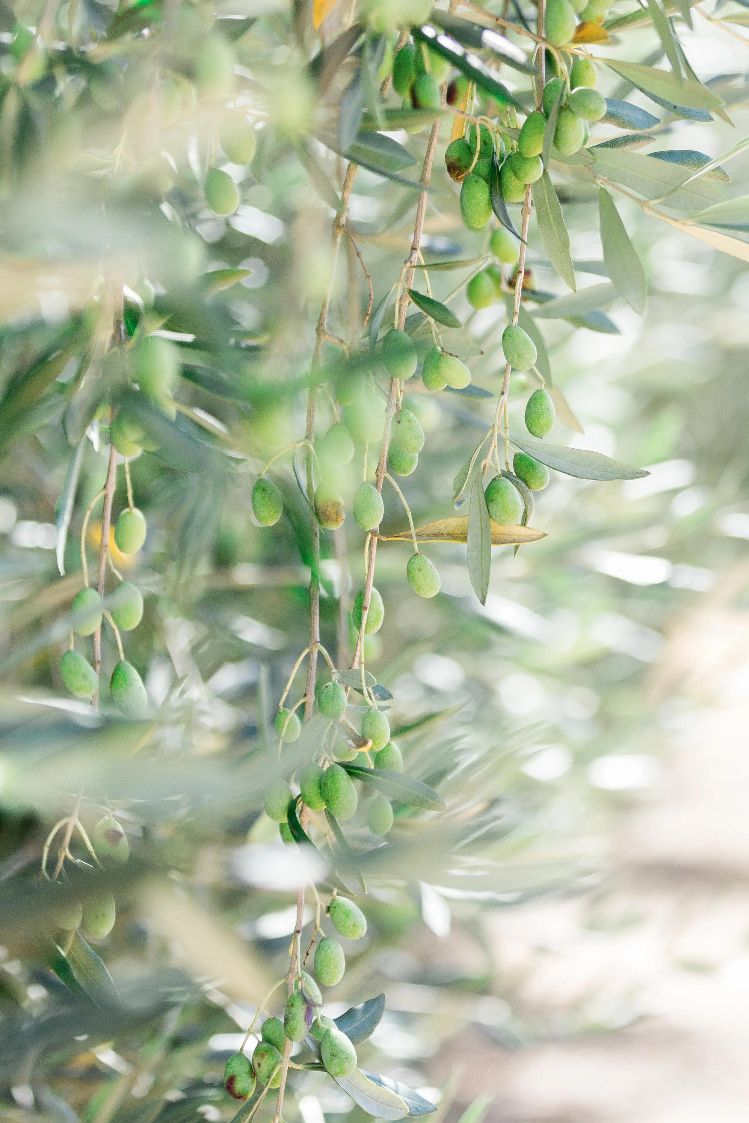 olives-chico-destination-healdsburg-wedding-photographer.jpg
