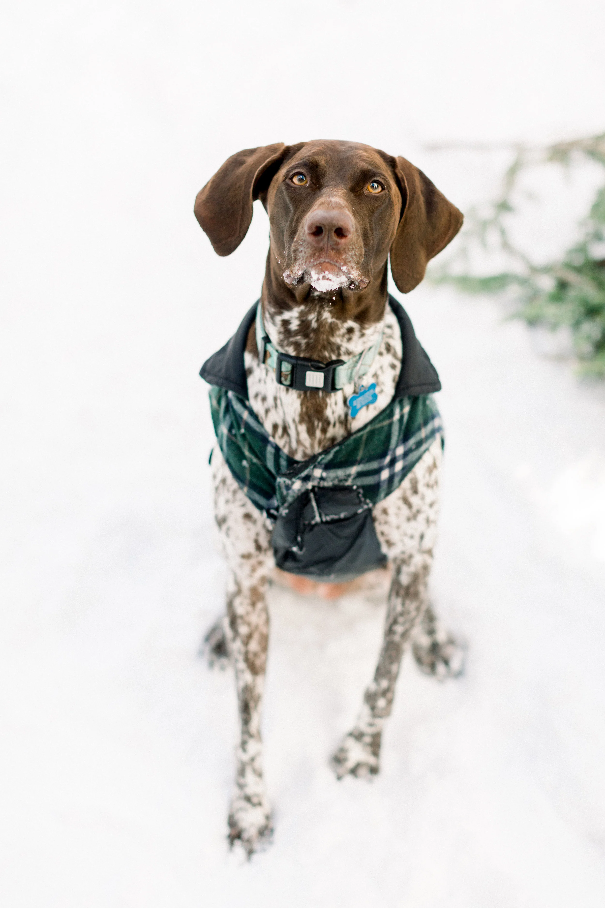 129Butte-Meadows-Christmas-Tree-Adventure (100 of).jpg