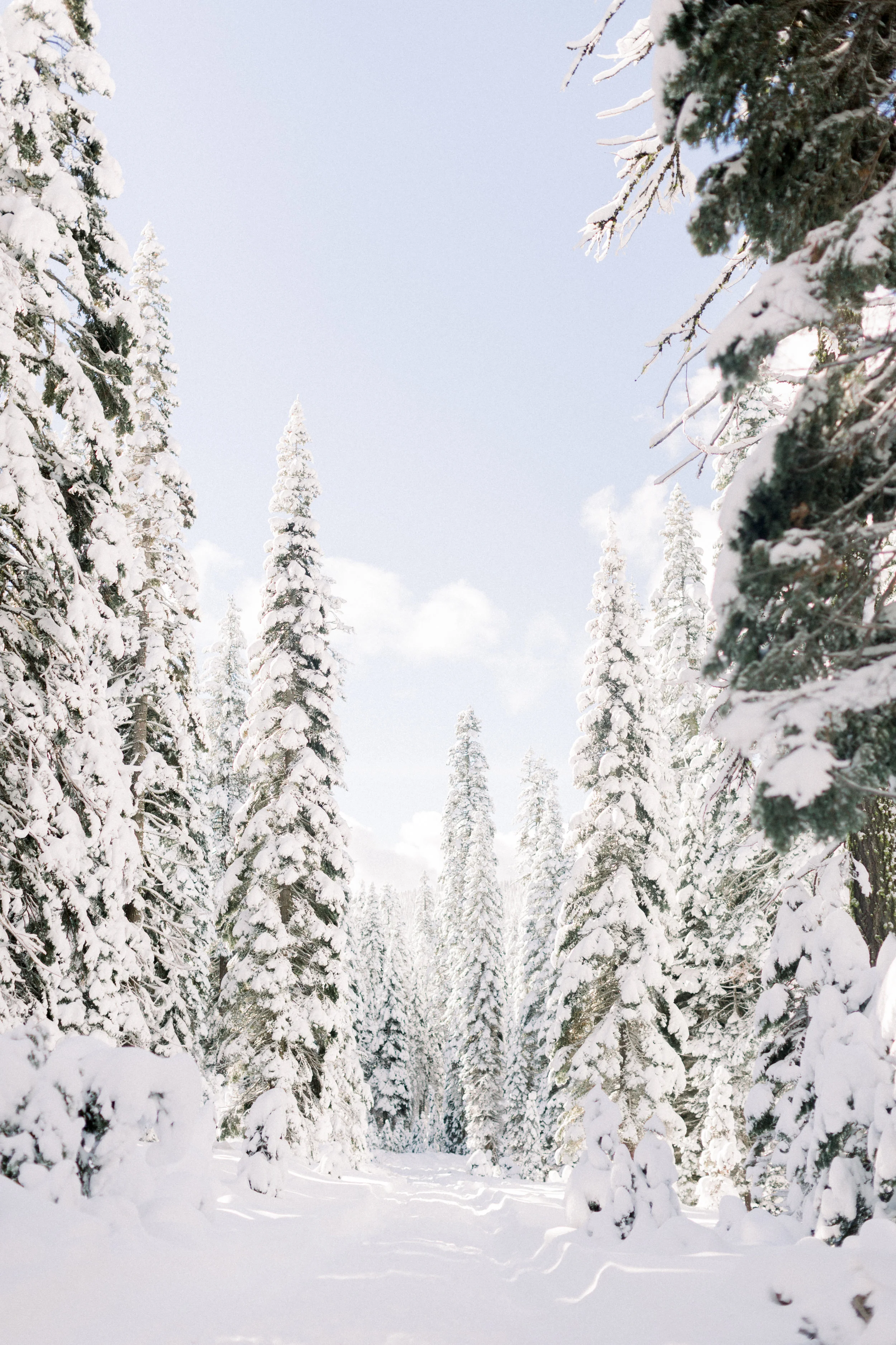 129Butte-Meadows-Christmas-Tree-Adventure (92 of).jpg
