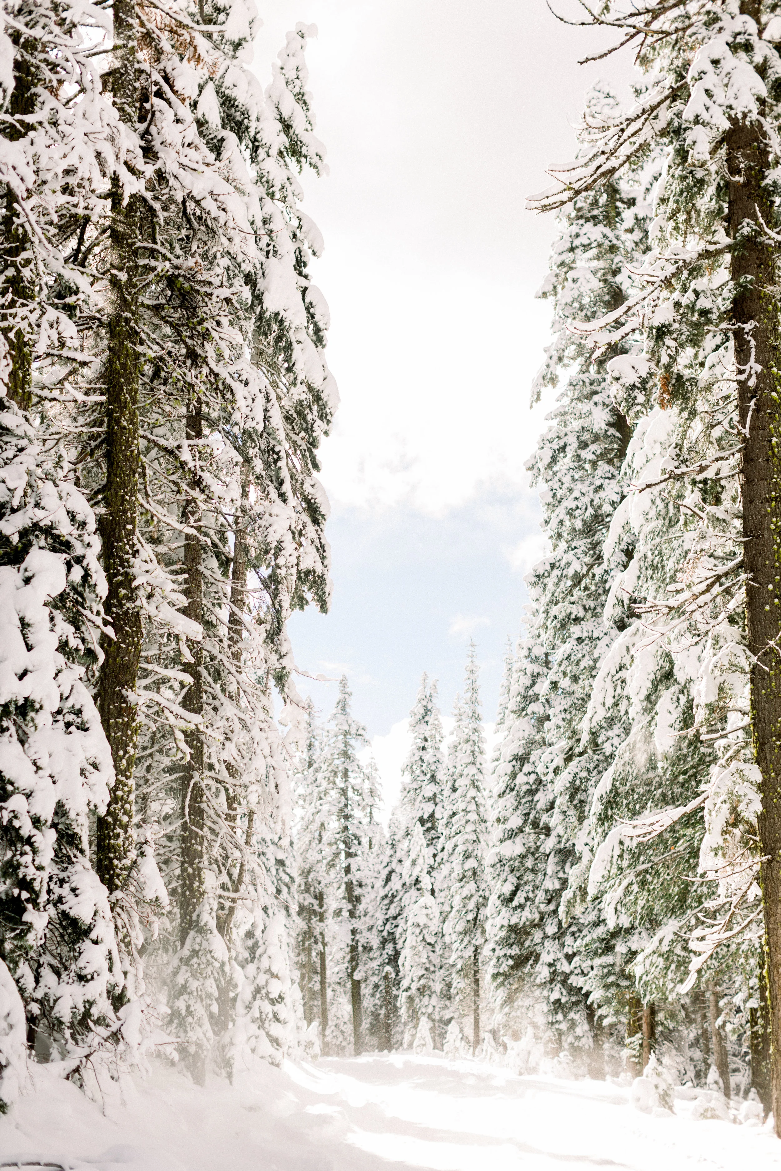 129Butte-Meadows-Christmas-Tree-Adventure (116 of).jpg