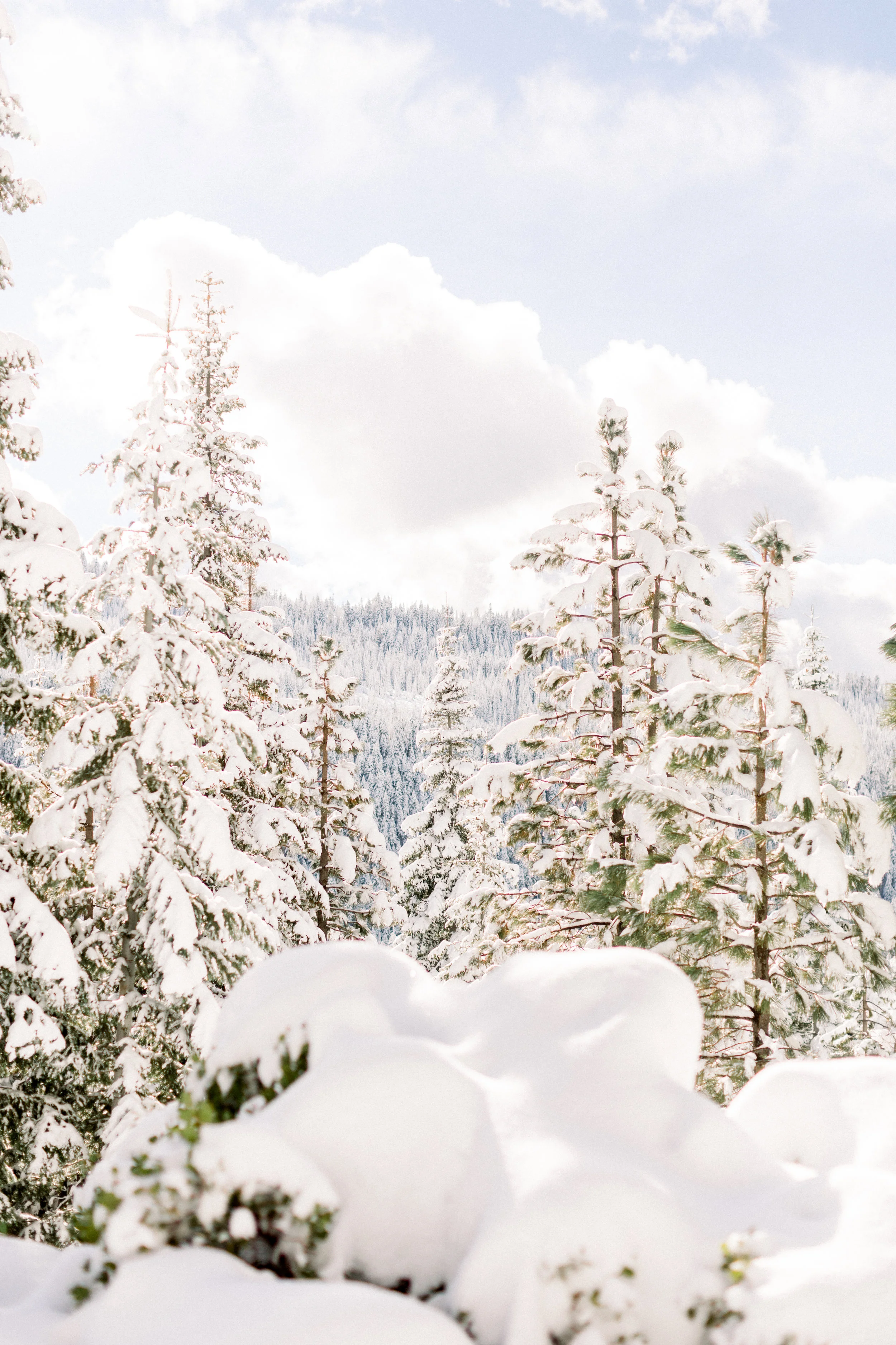 129Butte-Meadows-Christmas-Tree-Adventure (123 of).jpg
