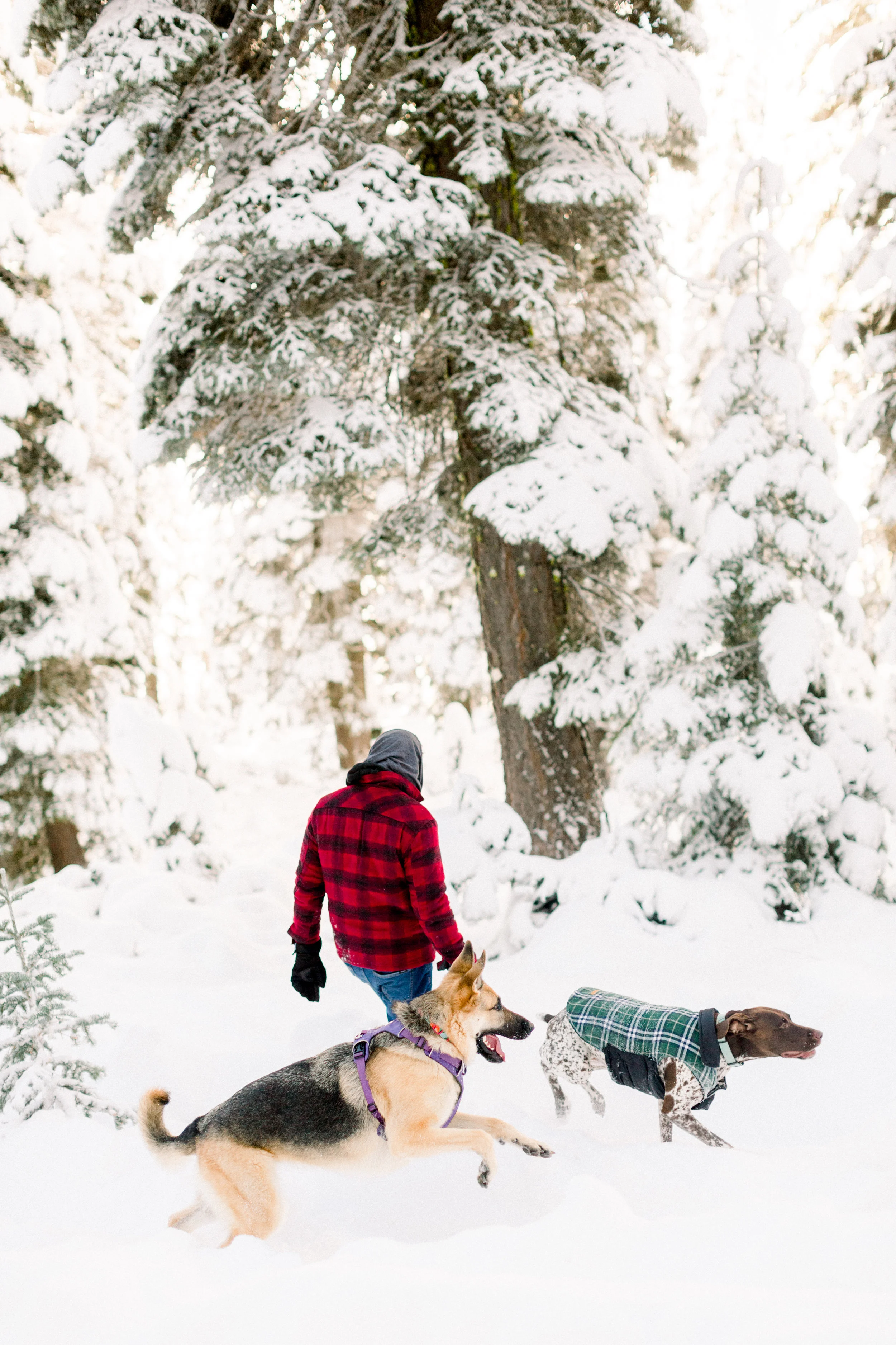 129Butte-Meadows-Christmas-Tree-Adventure (3 of).jpg