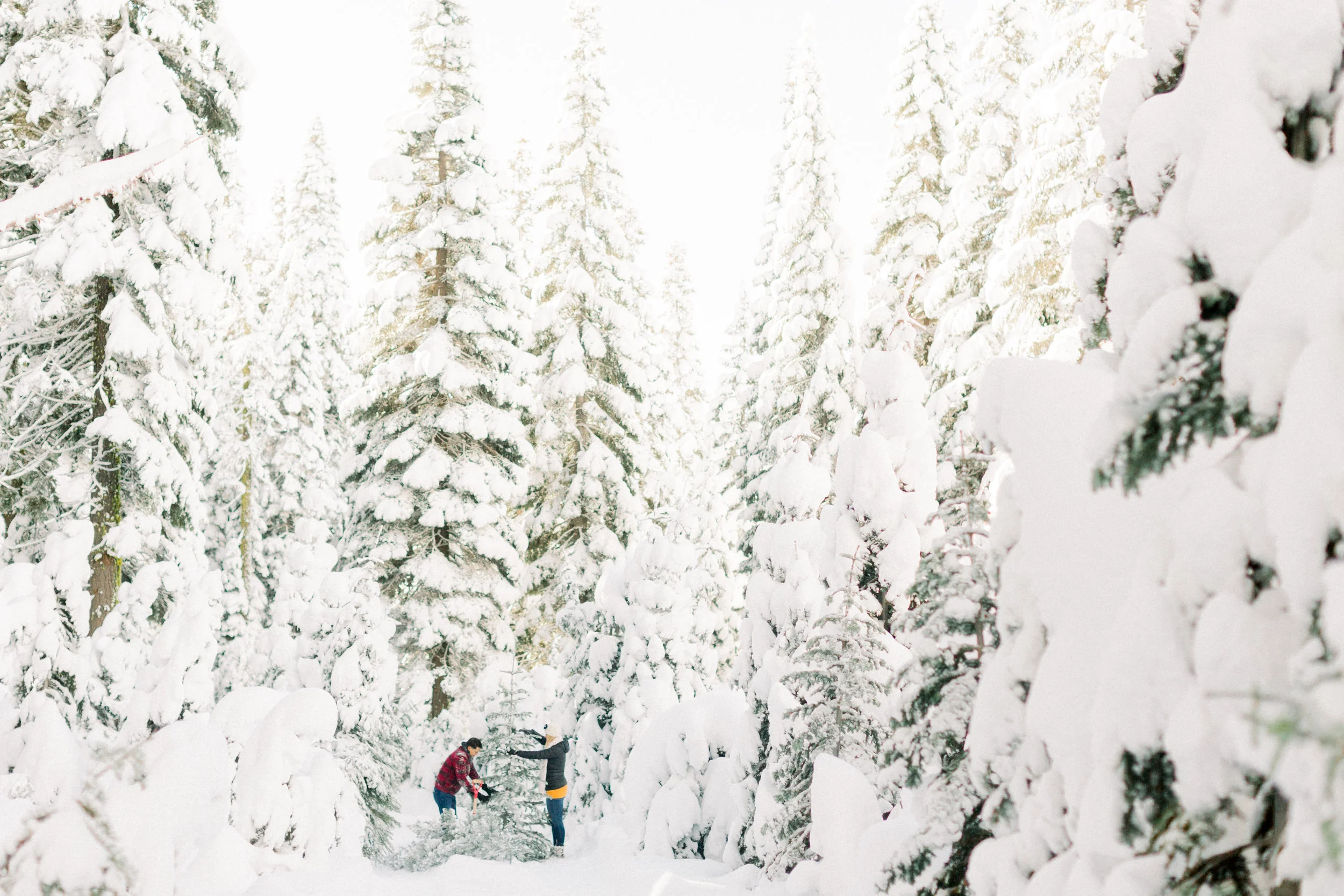 1Butte-Meadows-Christmas-Tree-Adventure (1 of)-2.jpg
