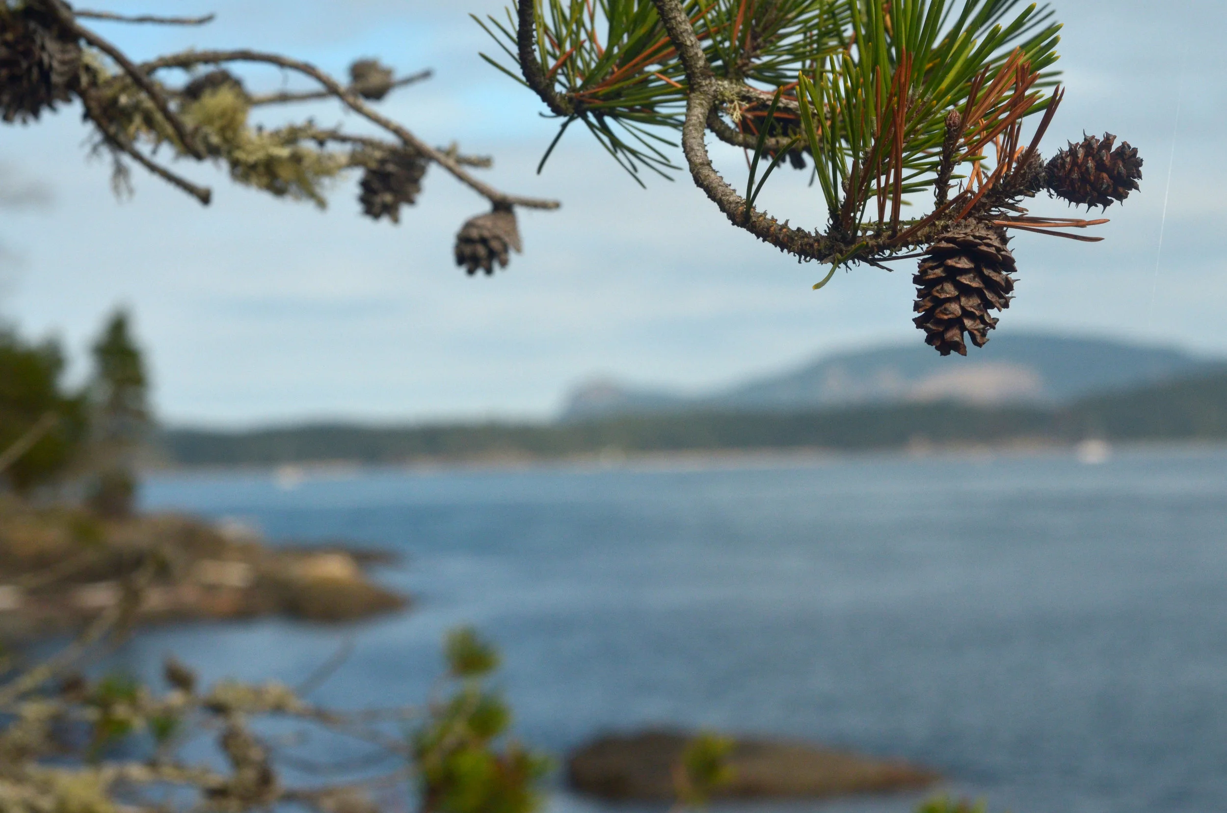 DSC_0036branchshplvl.jpg