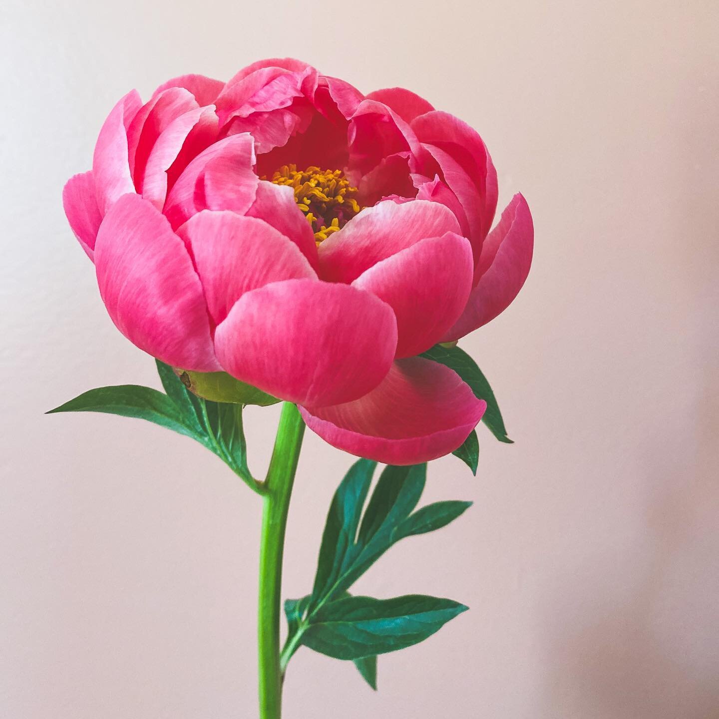 a serious love hate relationship with peonies. they&rsquo;re pretty for sure, but their life span is soo stinking short.
vase life can be 2-4 days, and if you magically get a tad bit longer like i have with this coral charm beauty, count yourself inc