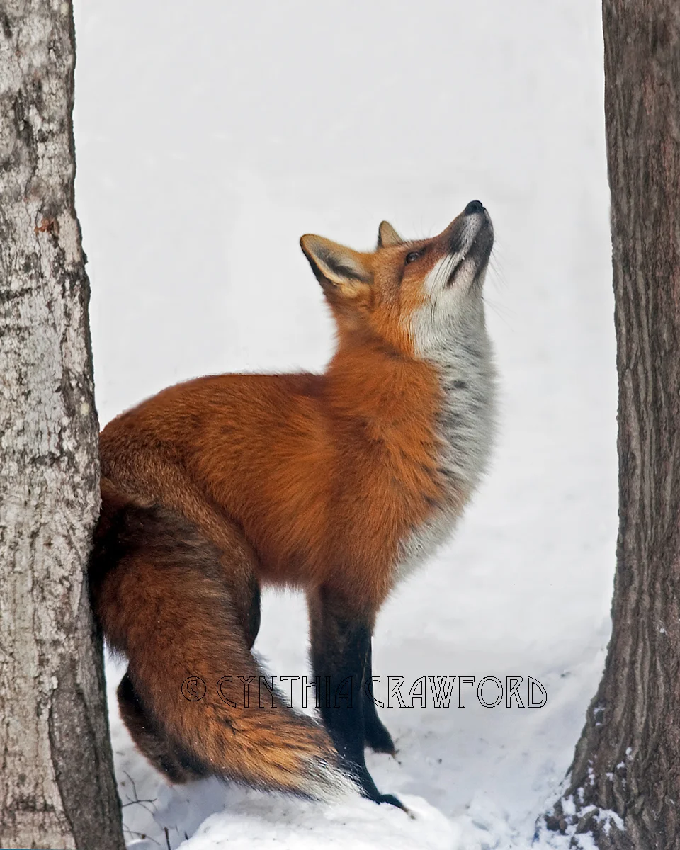 fox.foxed.creature.kinships.jpg