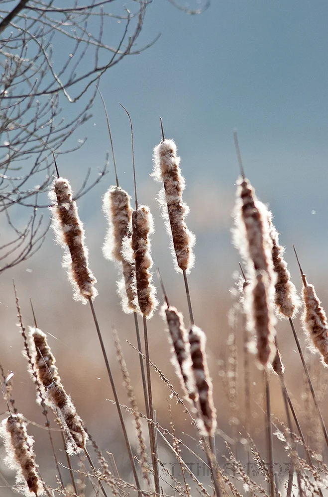 cattails.conn.river.creature.kinships.jpg