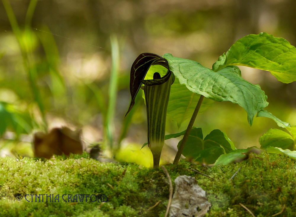 jack-in-pulpit+moss.creature.kinships.jpg