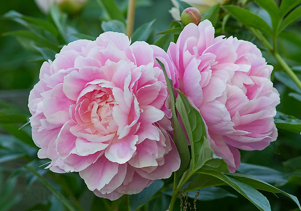 peonies.pink2_5347.jpg