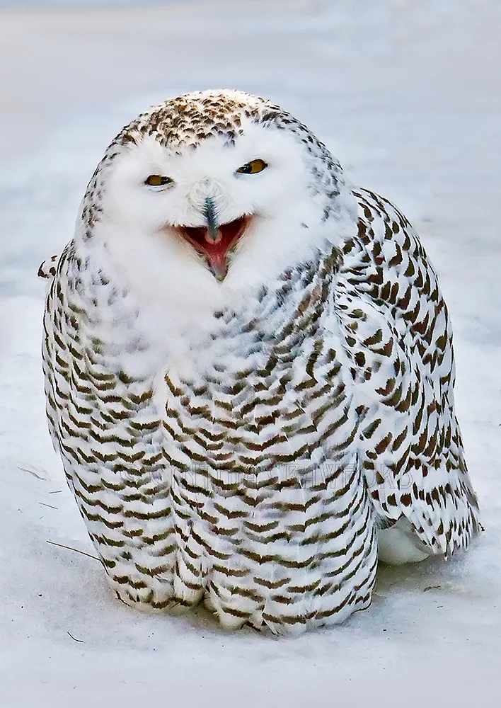 snowy.owl.creature.kinships.jpg