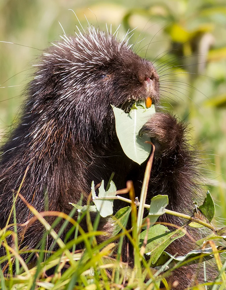 porcupine_creature.kinships.jpg
