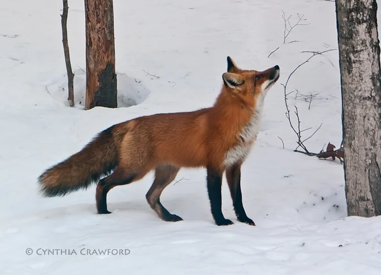 132637721.euyNyAd8.fox.squirrel.got.away.c.crawford.jpg