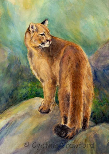 41218766.paintingsforpbasecougarmountainlionweb.jpg