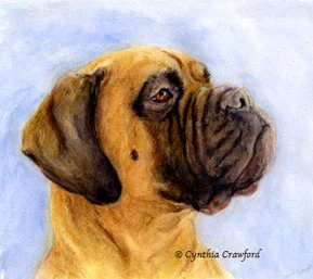 abby-mastiff.jpg