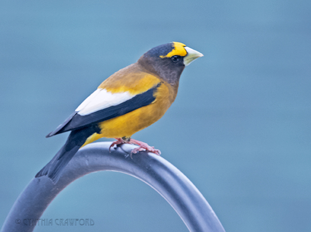 evening.grosbeak_DSC7658.jpg