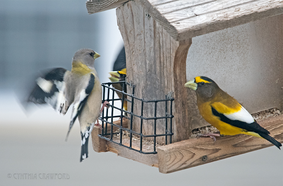 evening.grosbeaks_DSC7653.jpg