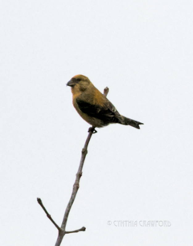 red.crossbill.home_DSC7578.jpg