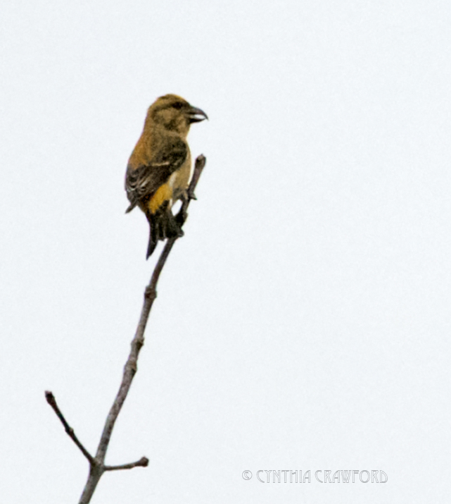 red.crossbill.home_DSC7587.jpg