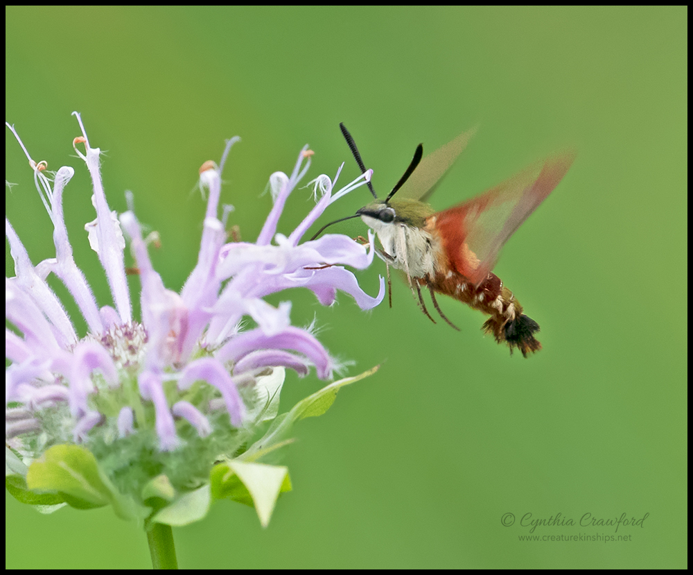 hummingbird.moth.DSC4755.jpg