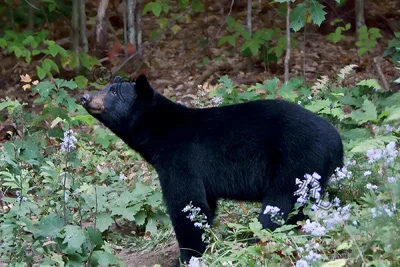 curious.bear.c.crawford.jpg