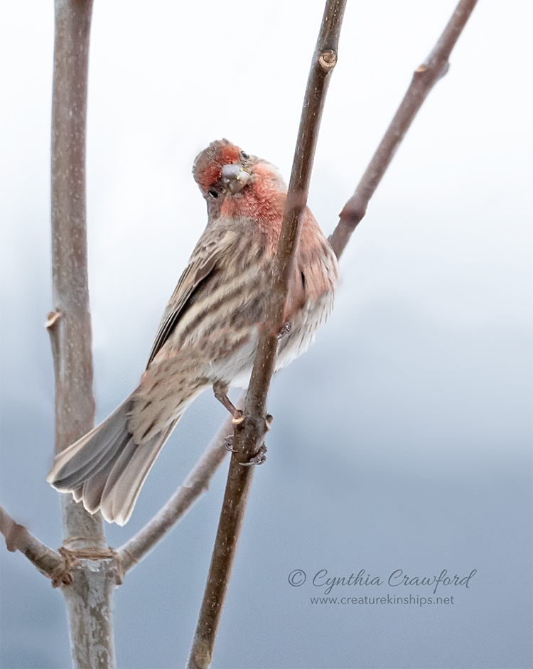 house.finch.sm_DSC5066.jpg