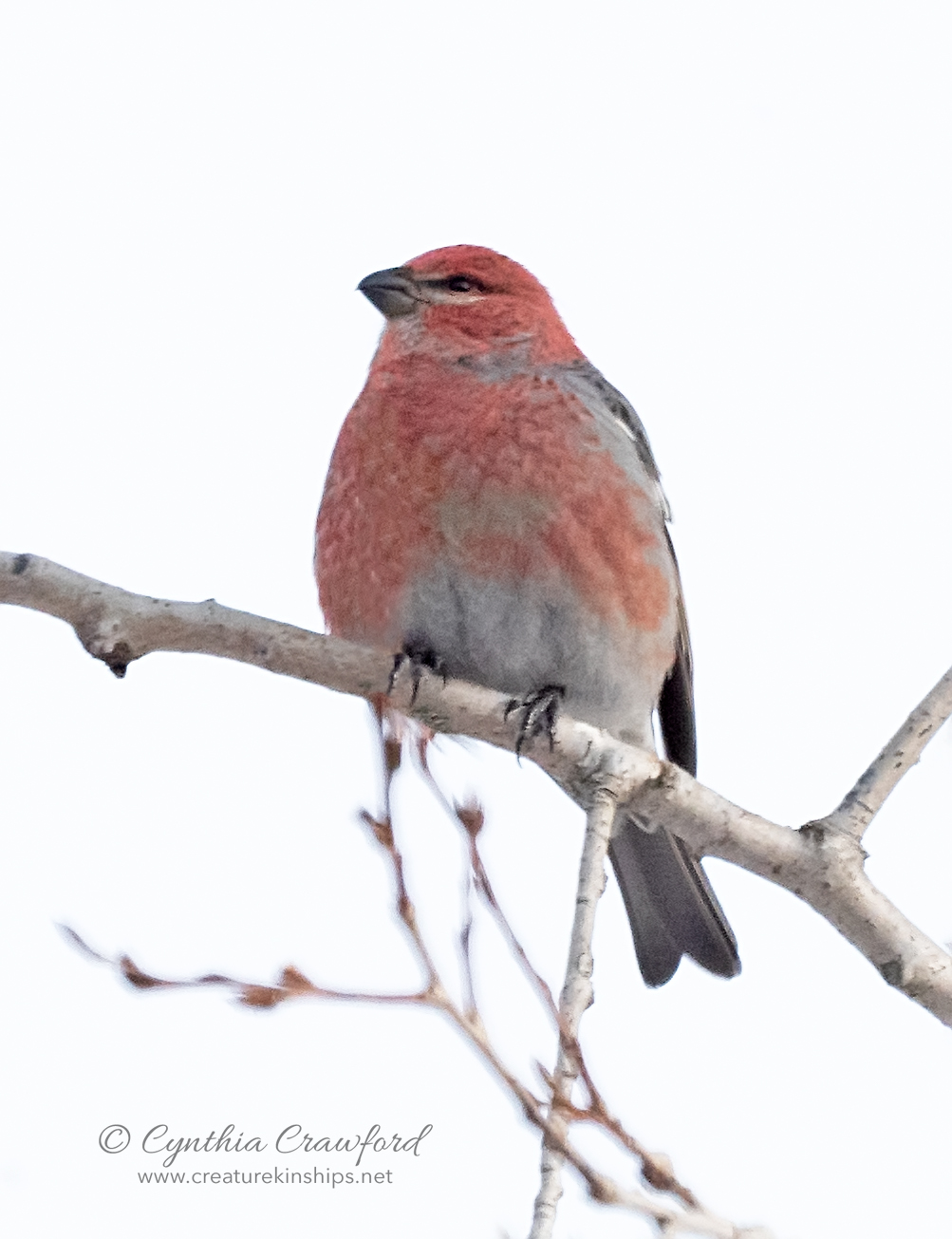 pine.grosbeak_DSC5228 copy.jpg