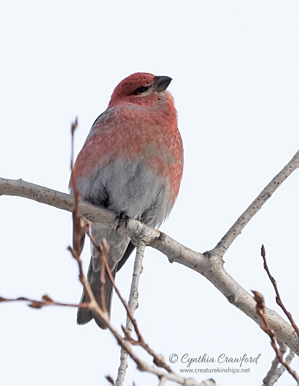 pine.grosbeak.m_DSC5248.jpg