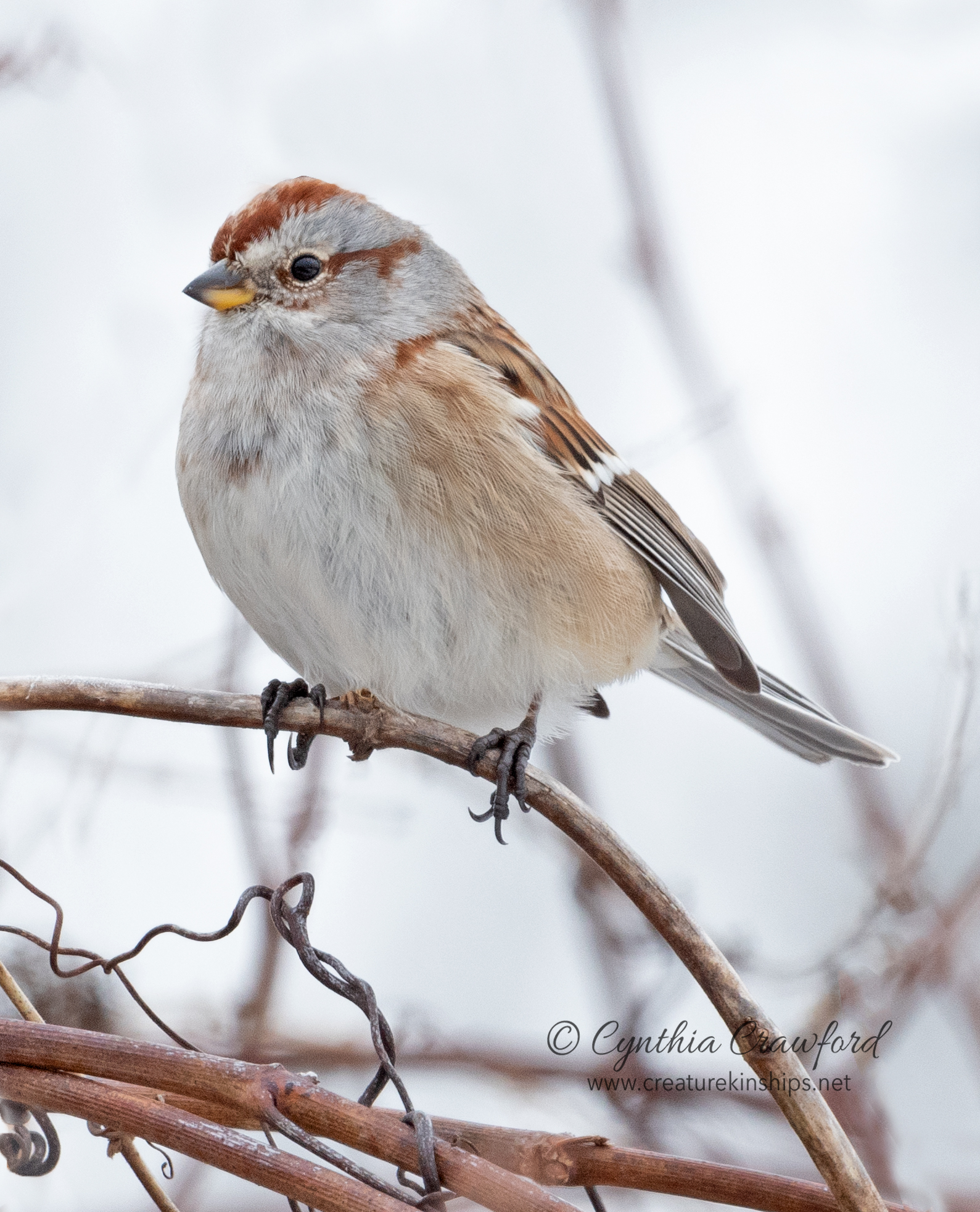 tree.sparrow_DSC4963.jpg