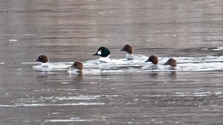 goldeneyes_DSC5304.jpg