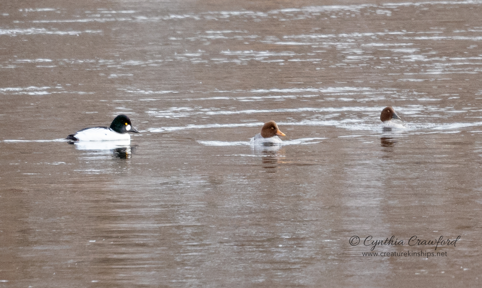 goldeneyes.m.f.barrrows.f_DSC5409.jpg