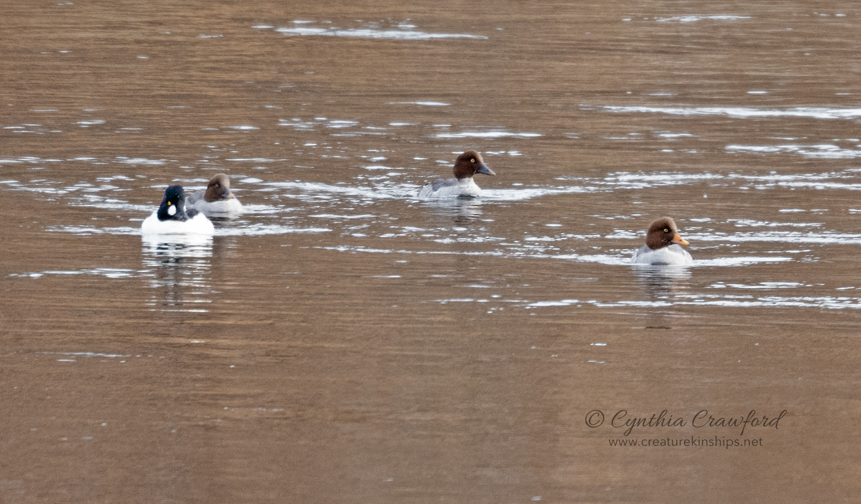 common.barrows.goldeneyes_DSC5373.jpg