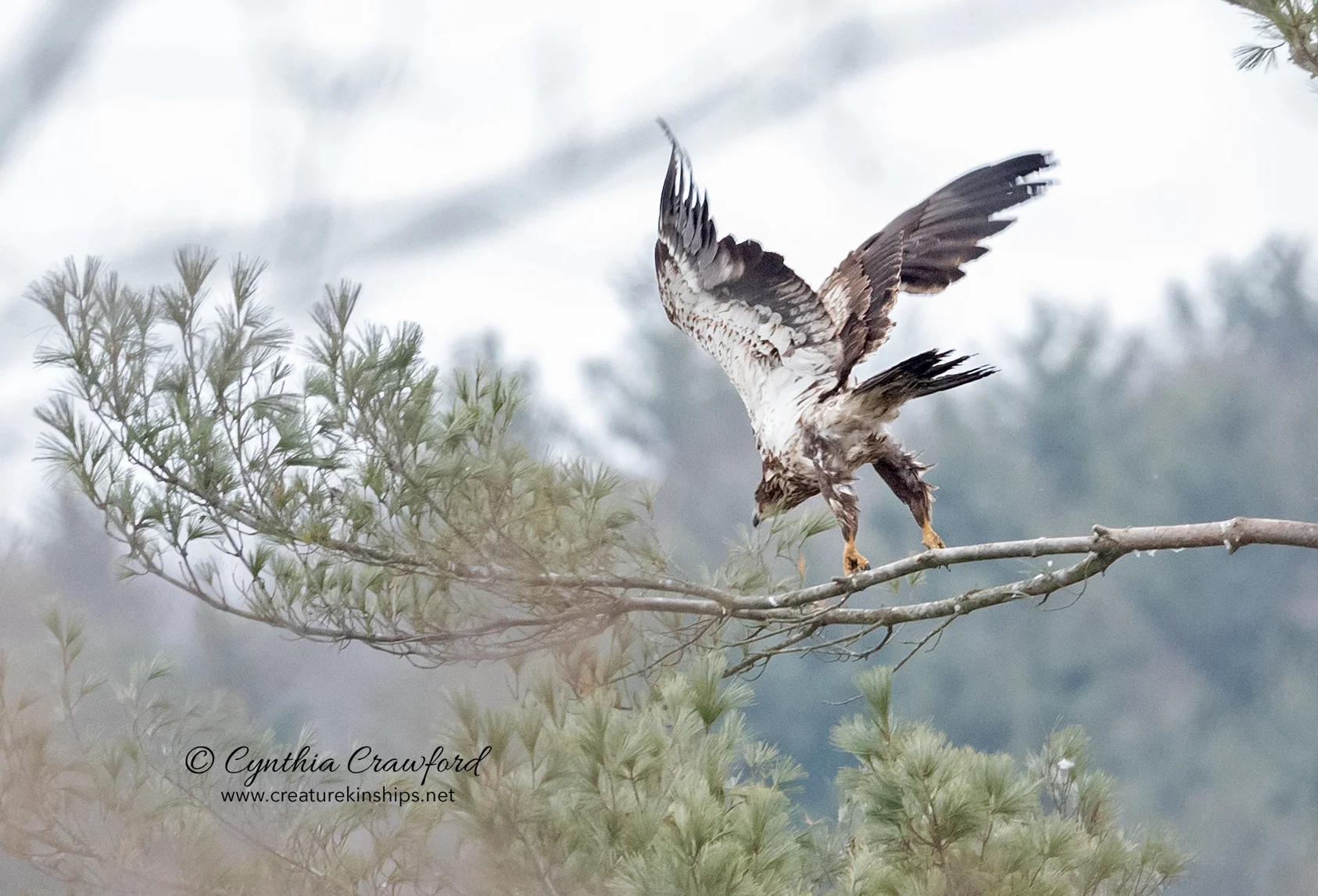 bald.eagle.imm.fly_DSC2154.jpg