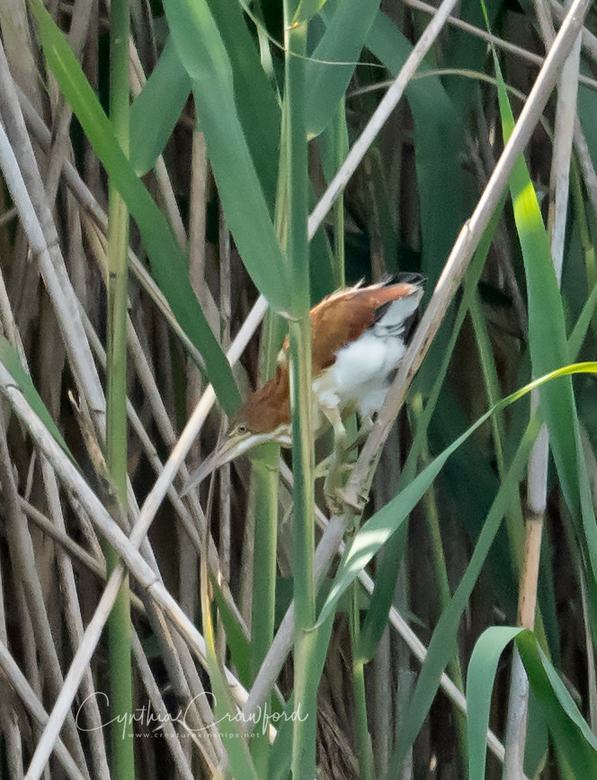 least.bittern_DSC9781 copy.jpg