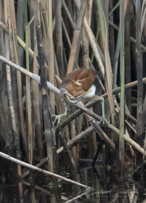 least.bittern_DSC9798.jpg