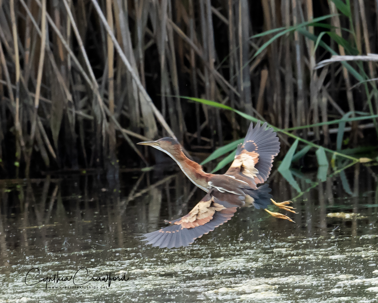 least.bittern.flight_DSC9878 copy.jpg