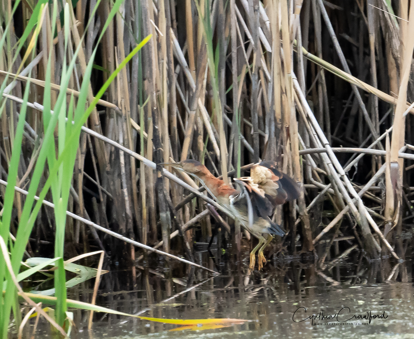 least.bittern.landing_DSC9883 copy.jpg