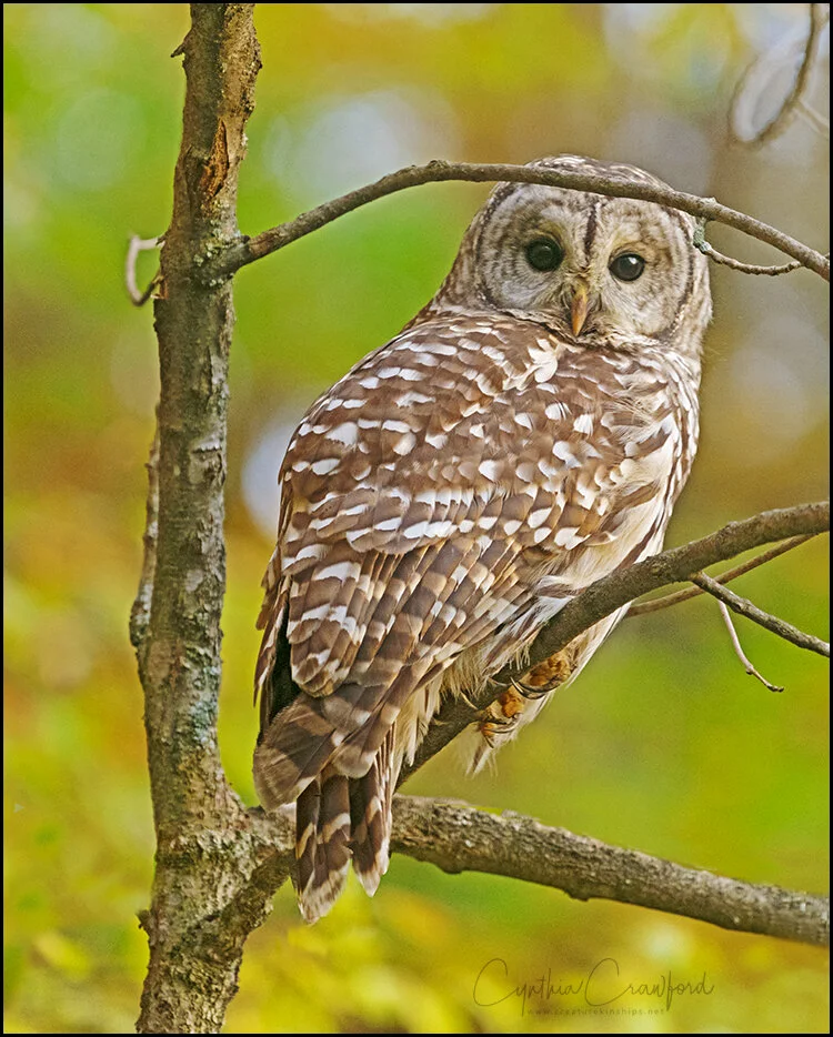 barred.owl_DSC7064 copy.jpg