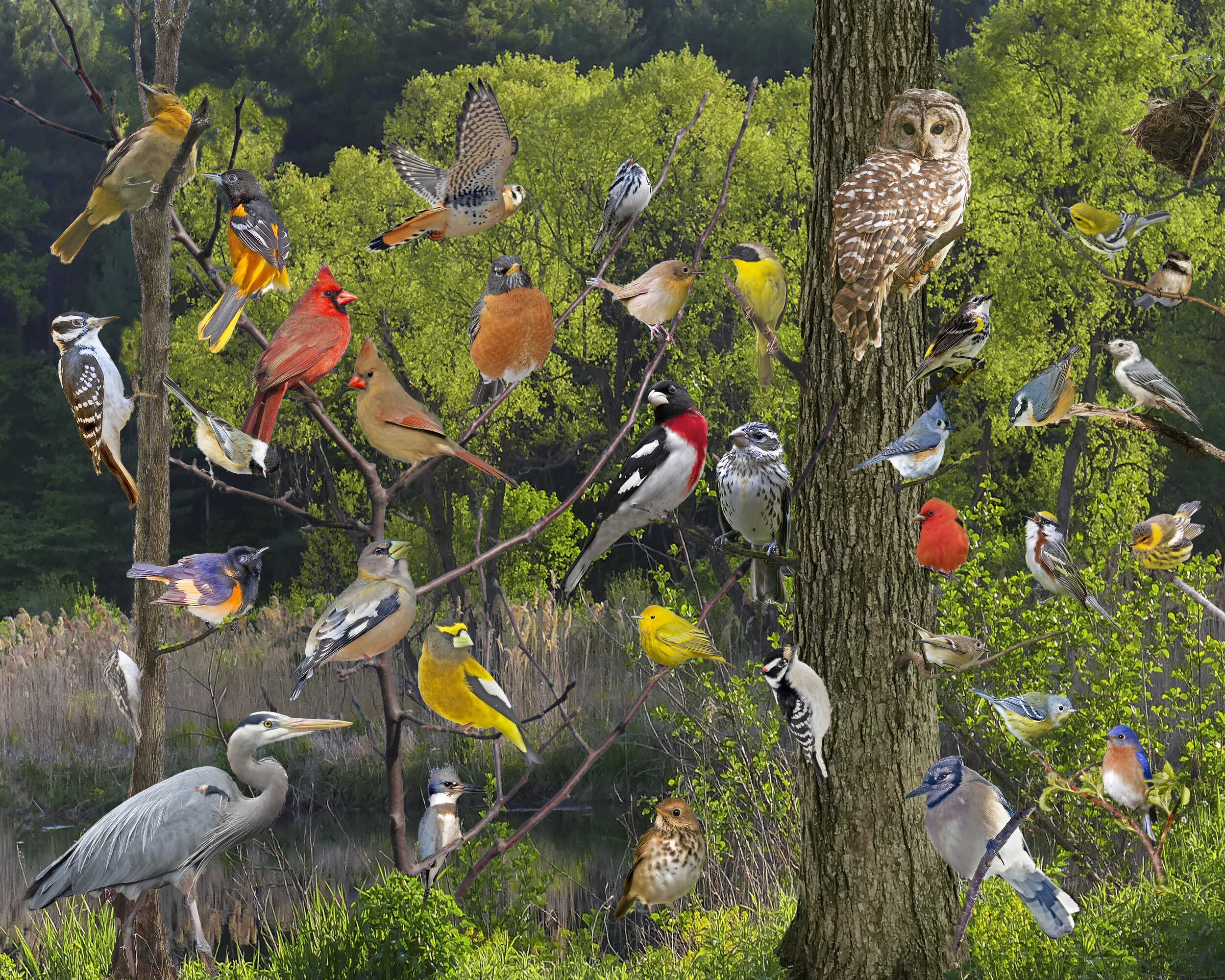 beaver.pond.birds.composite.revised.2.heron.plus copy 3.jpg