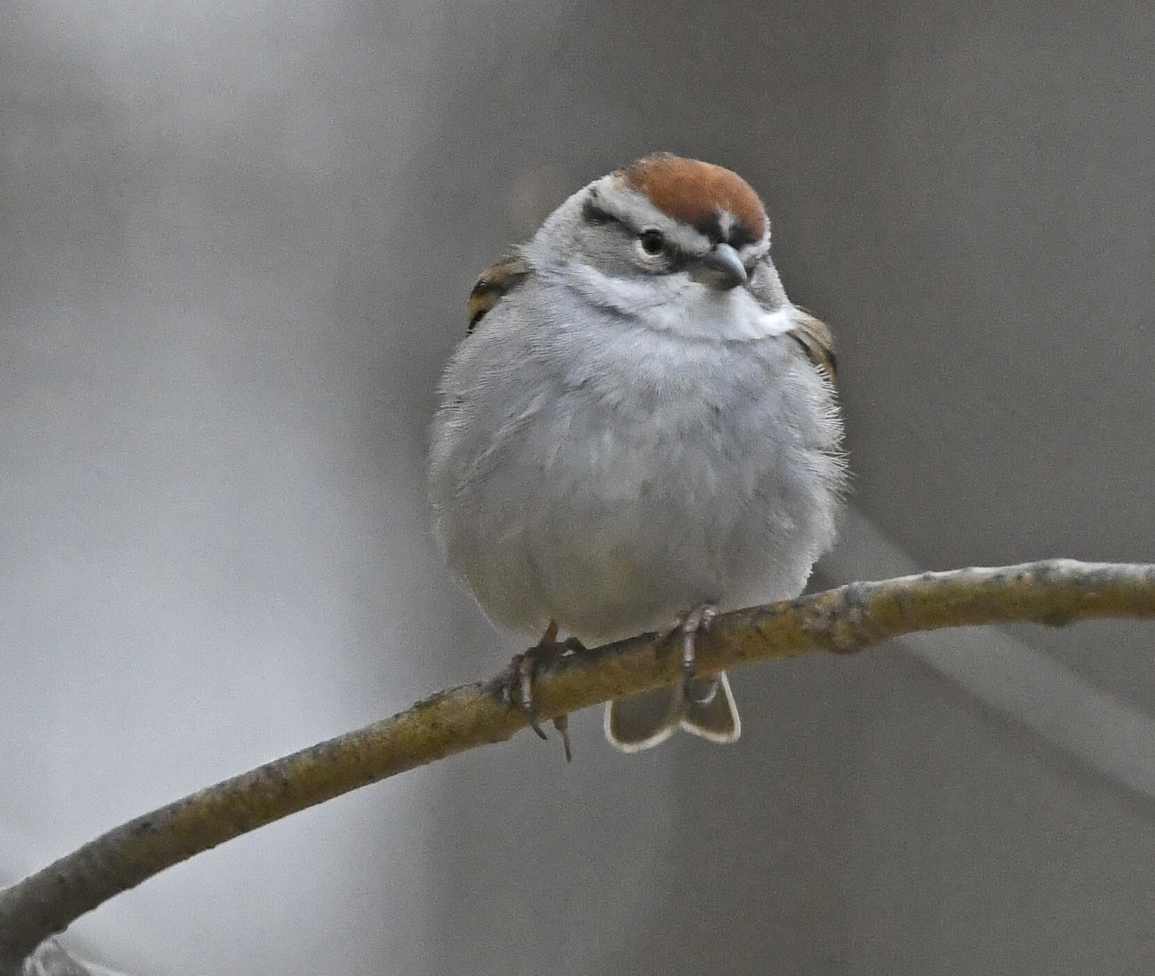 chipping.sparrow_3004.jpg