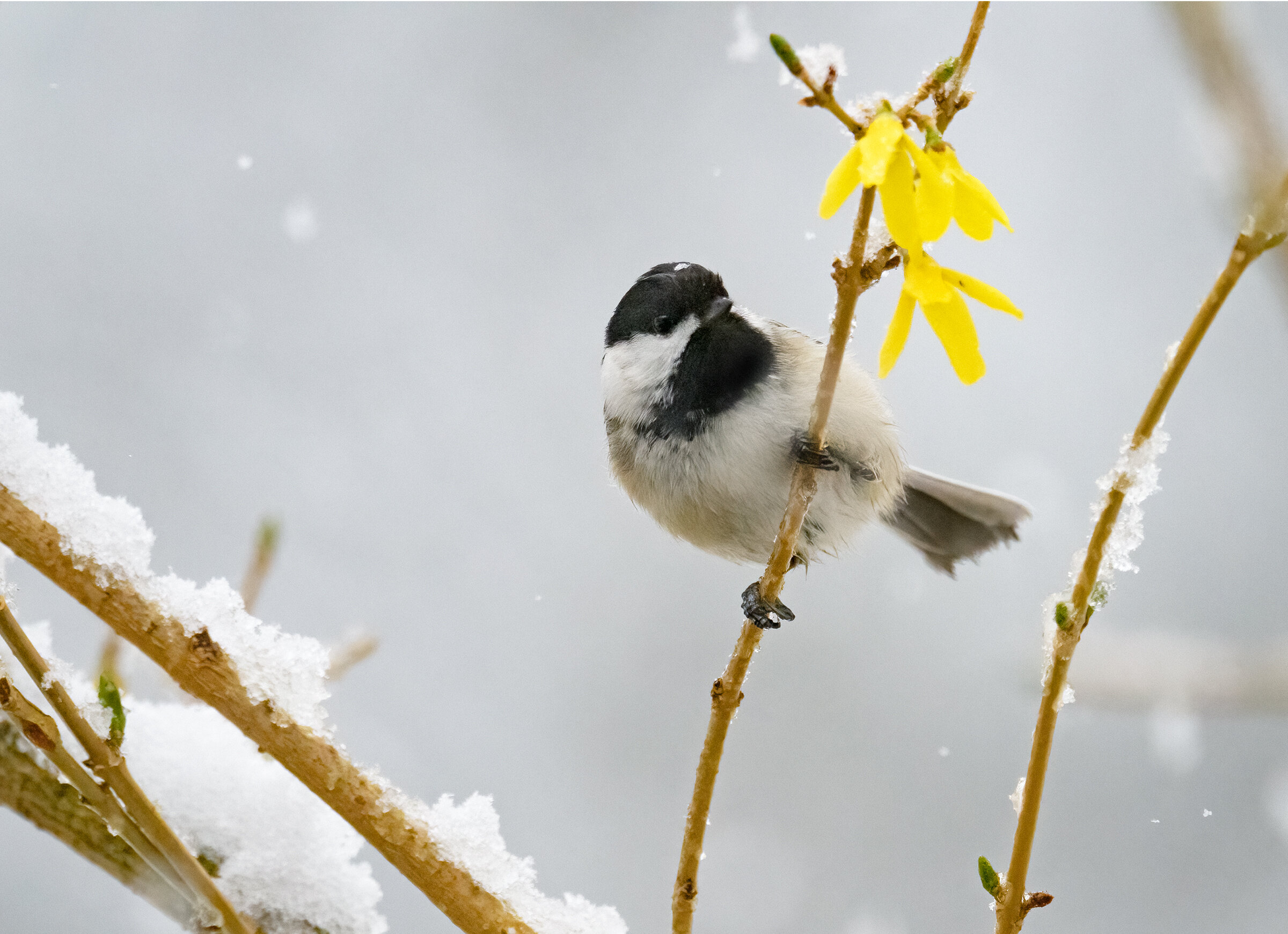 chickadee.forsythia.snowstorm_DSC3576.jpg