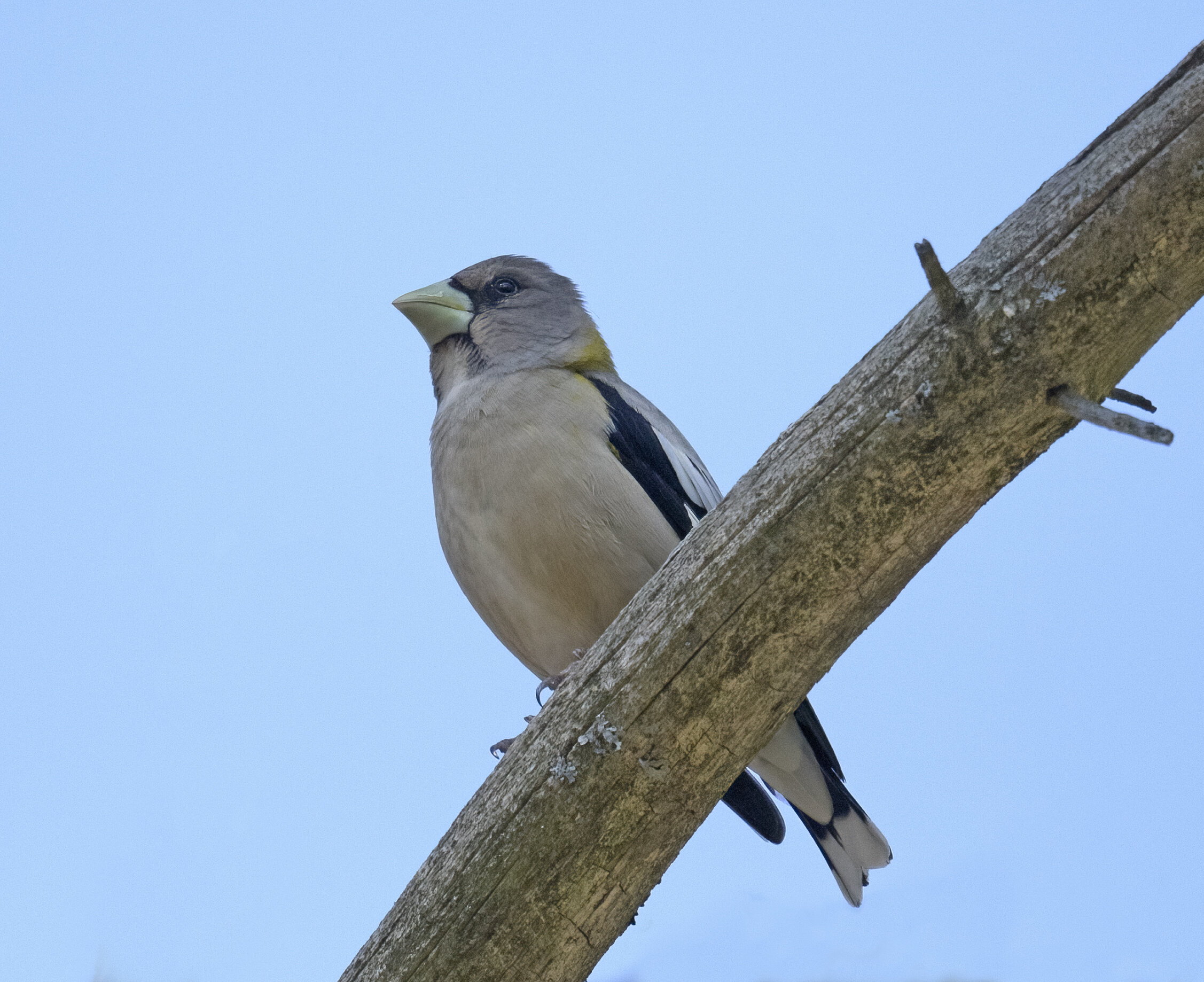 evening.grosbeak.f_DSC3720.jpg