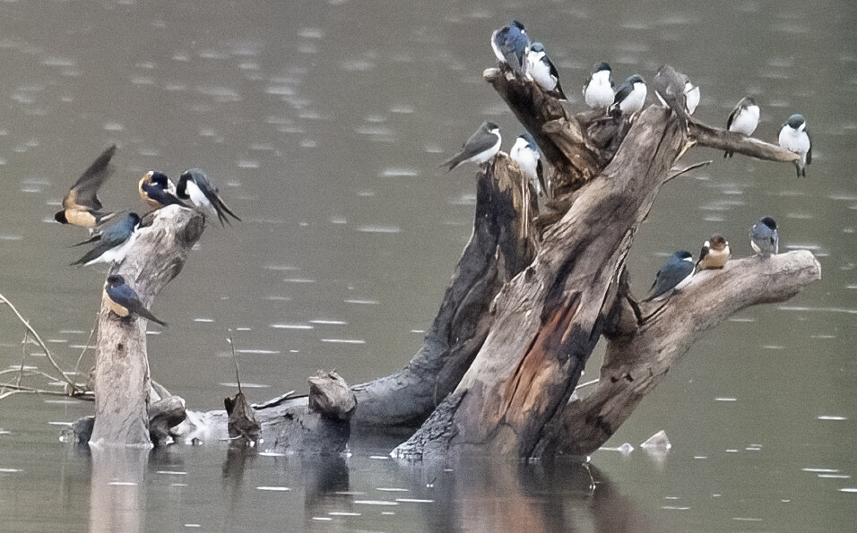 swallows.log.crop_DSC3840.jpg