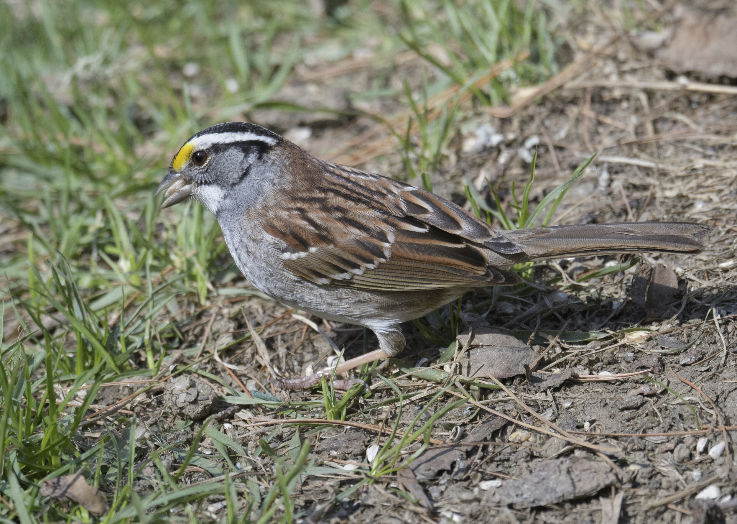 white-throated.sparrow_DSC3698.jpg