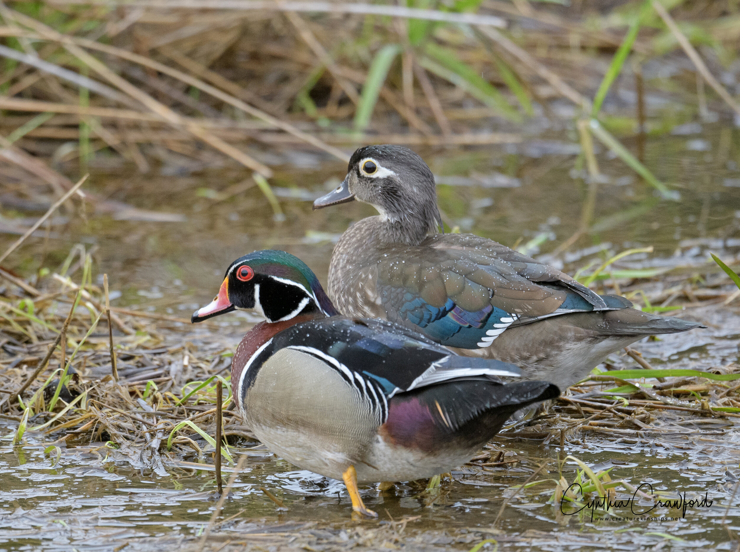 wood.duck.m.f.sig_DSC3736.jpg