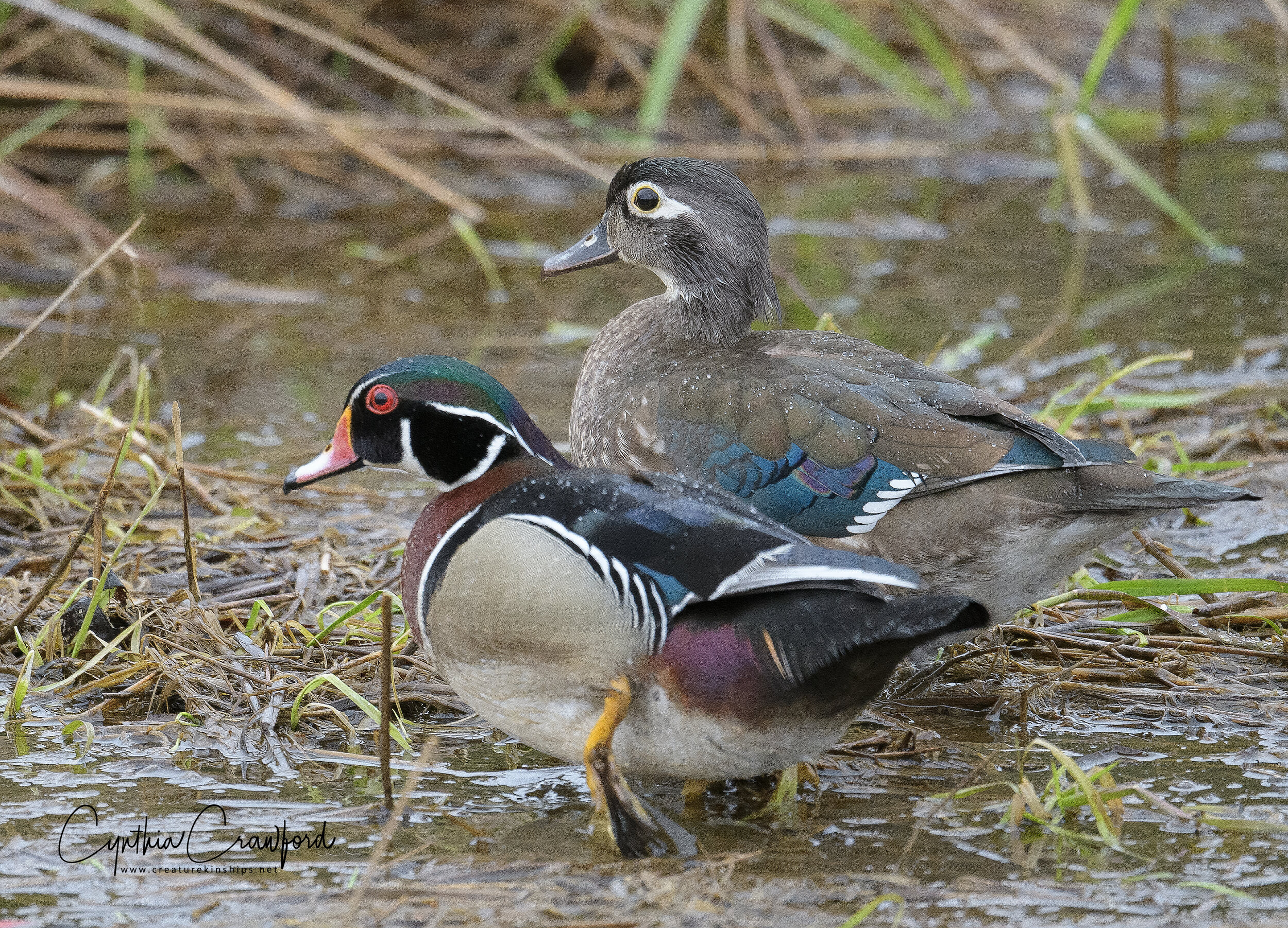 wood.ducks.m.f.sig_DSC3737.jpg