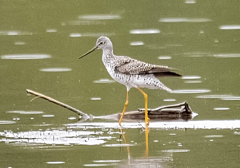 yellowlegs.lesser_DSC3860.jpg