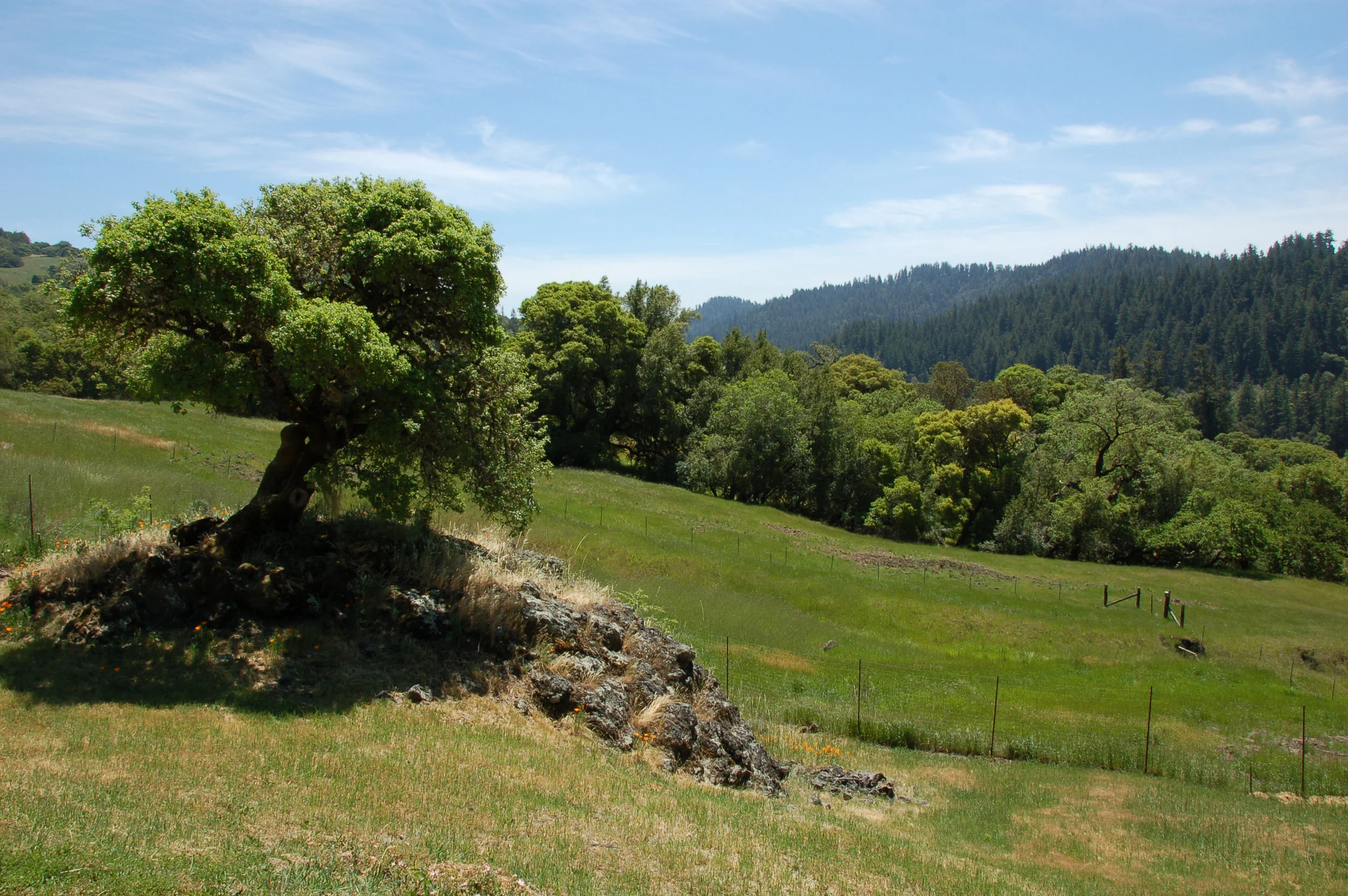 lone oak tree.jpg