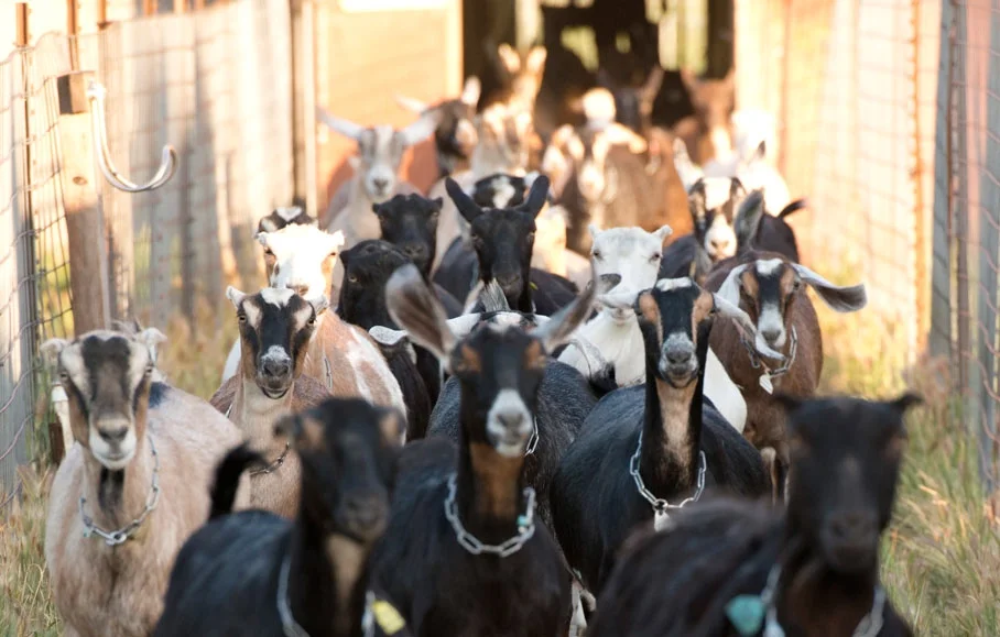 prf_goats_web.jpg